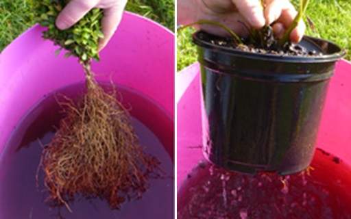 Soaking roots in water